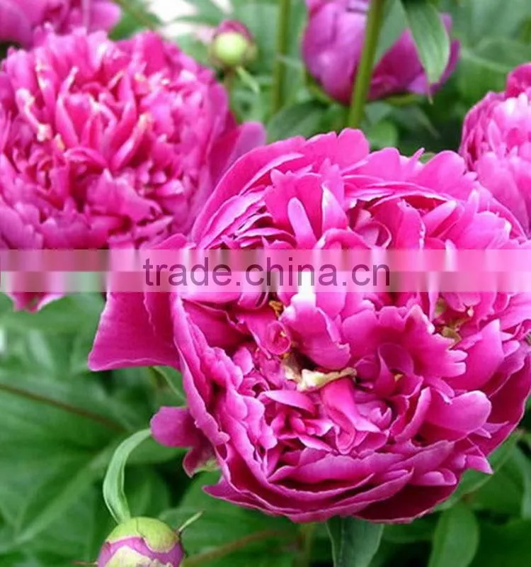 Color hot sell three heads white peony