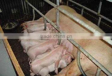 piglet Probiotics SUKAFEED feed additives for piglets