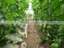 Green sweet hybrid Melon seed f1