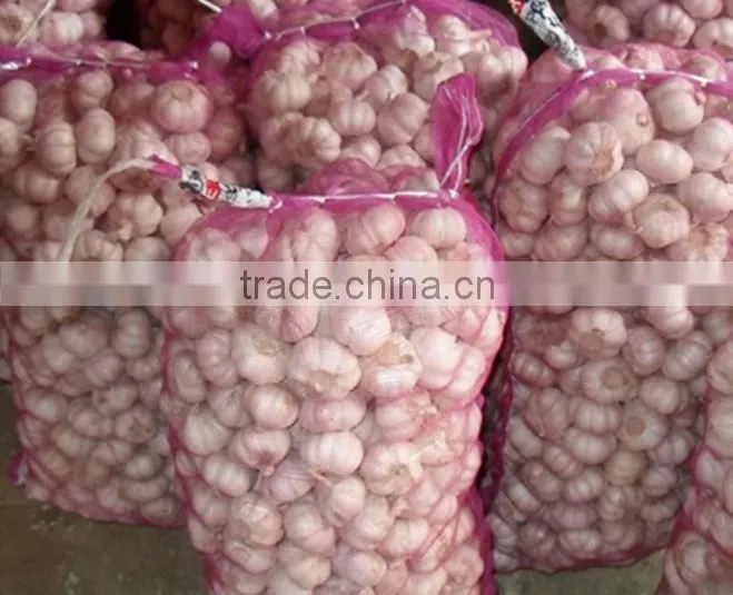 Fresh white garlic