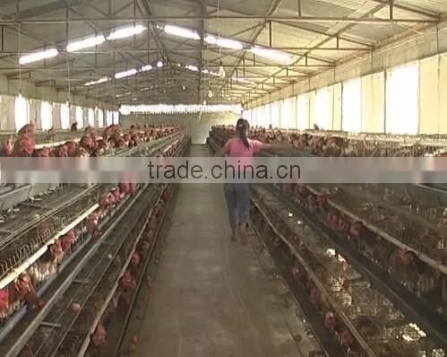 steel structure chicken poultry house