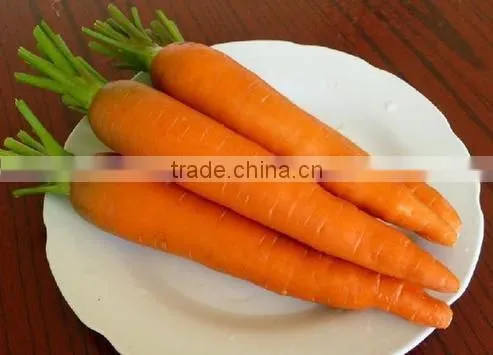 FRESH ORGANIC CARROTS WITH HIGH QUALITY