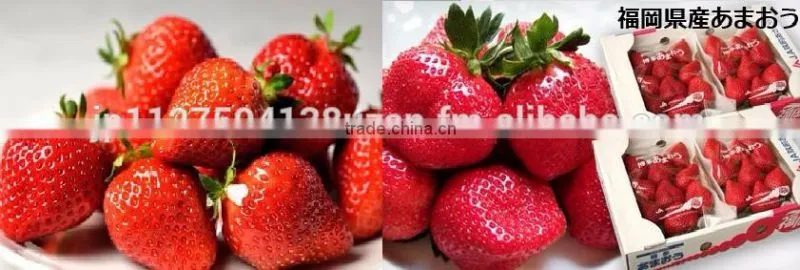 sweet and Japanese apples mixed fruit , other fruit also available