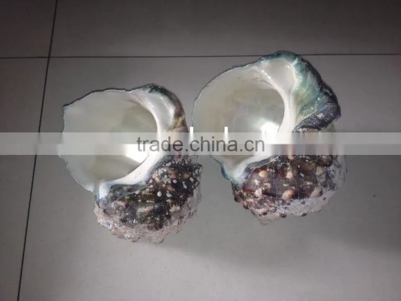 turbo marmoratus green turban snail