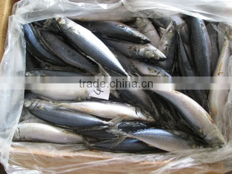 Sea frozen/Land frozen pacific mackerel