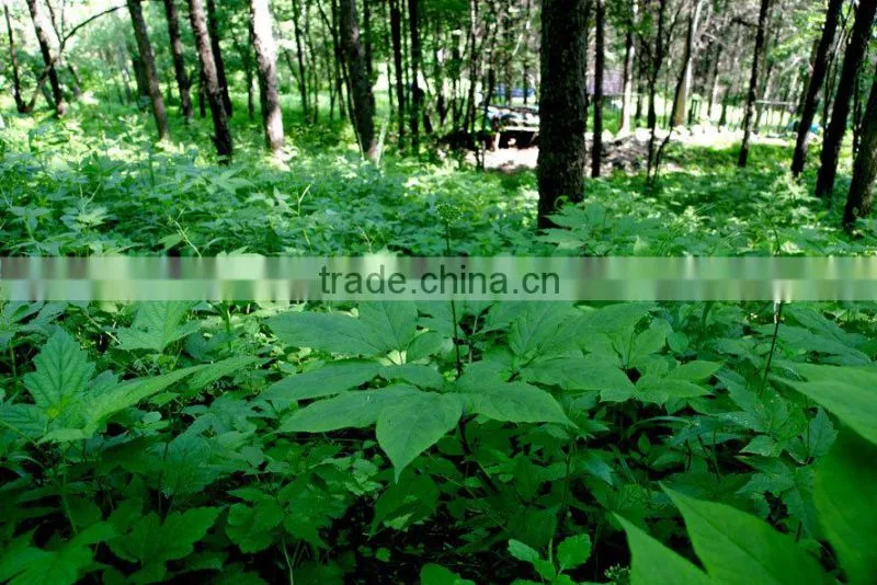Chinese Amazing Effective herb Pure Natural Panax ginseng Oil