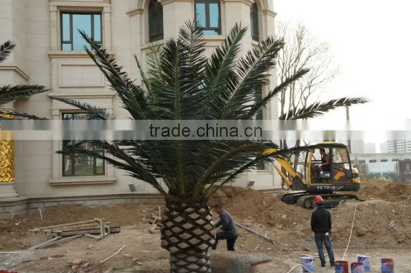 Artificial Canary date palm Tree