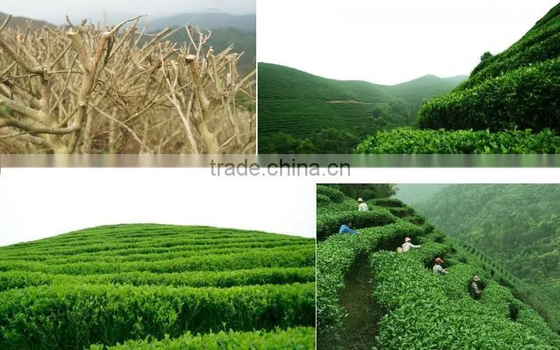 Yihealth Organic Green Tea TJ-GP with JAS Certificate
