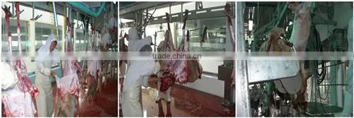 Sheep /goat ritual slaughter system