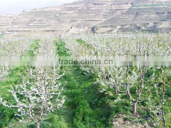 import china products fresh cherry high quality bagged