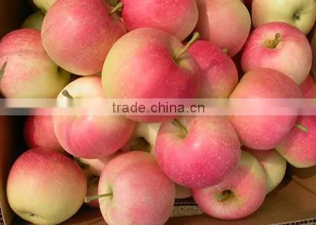 Gala Apple