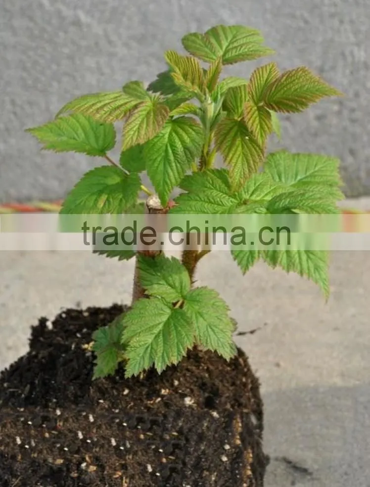 raspberry tree seedling