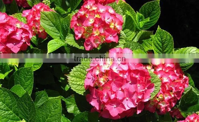 The shrub plant Hydrangea macrophylla seedling