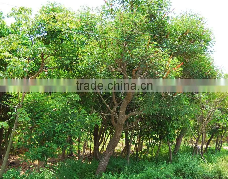 Erythrina crista-galli Linn