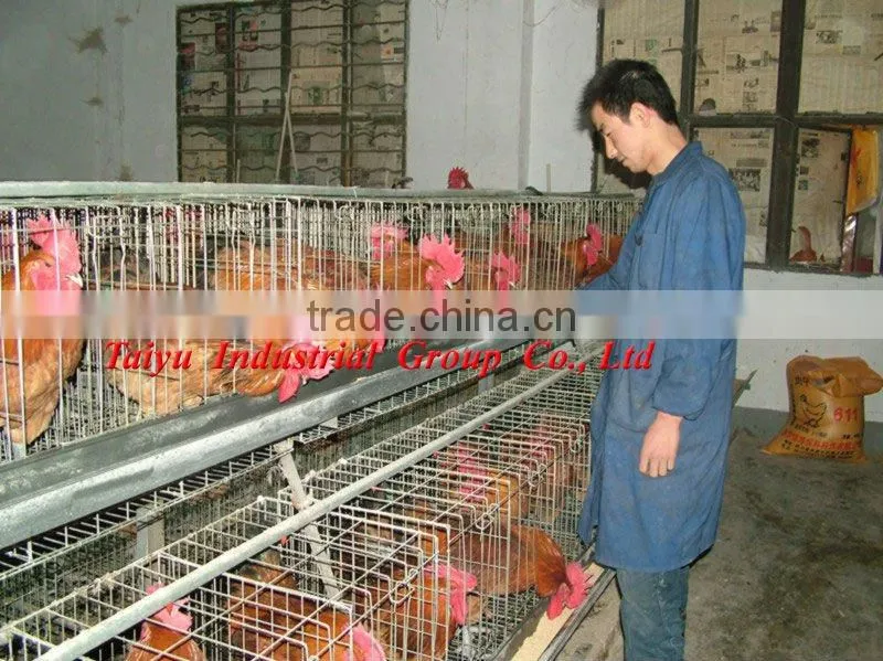 egg layers cage design