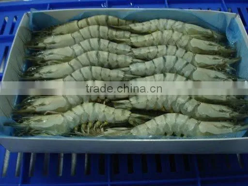 Whole Frozen Shrimp Bluk