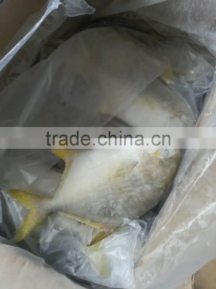 frozen food of good gold pomfret