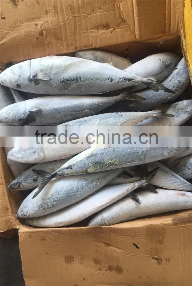 Hight quality frozen pacific mackerel for sale