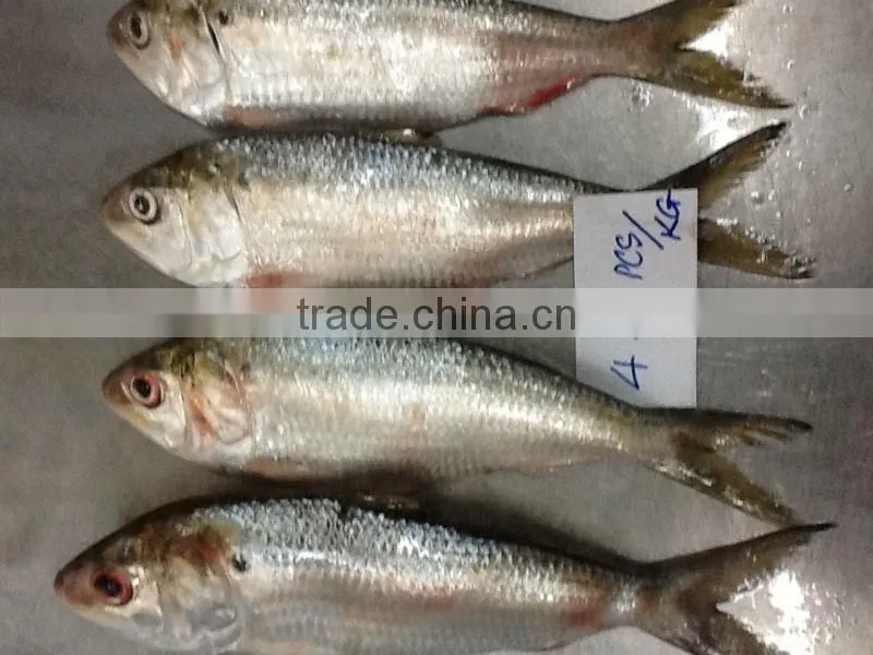 FROZEN SARDINE