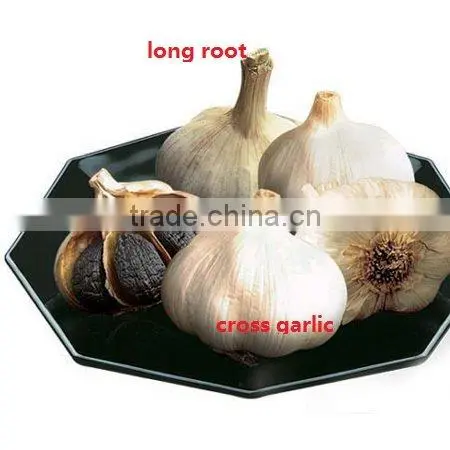 Black Garlic capsule