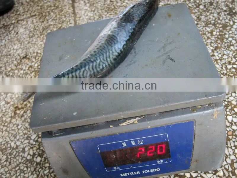canned mackerel
