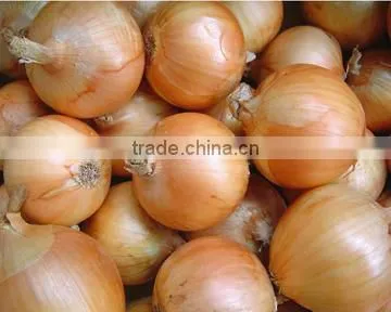 china fresh red onion in mesh bag
