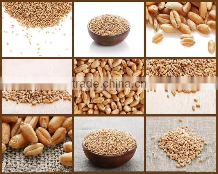 Hop Sale Body Massage Oil Wheat Germ Oil