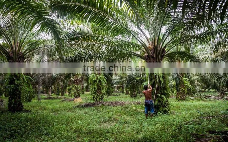 Professional China supplier palm oil extraction machine/ palm kernel shelling machine for sale