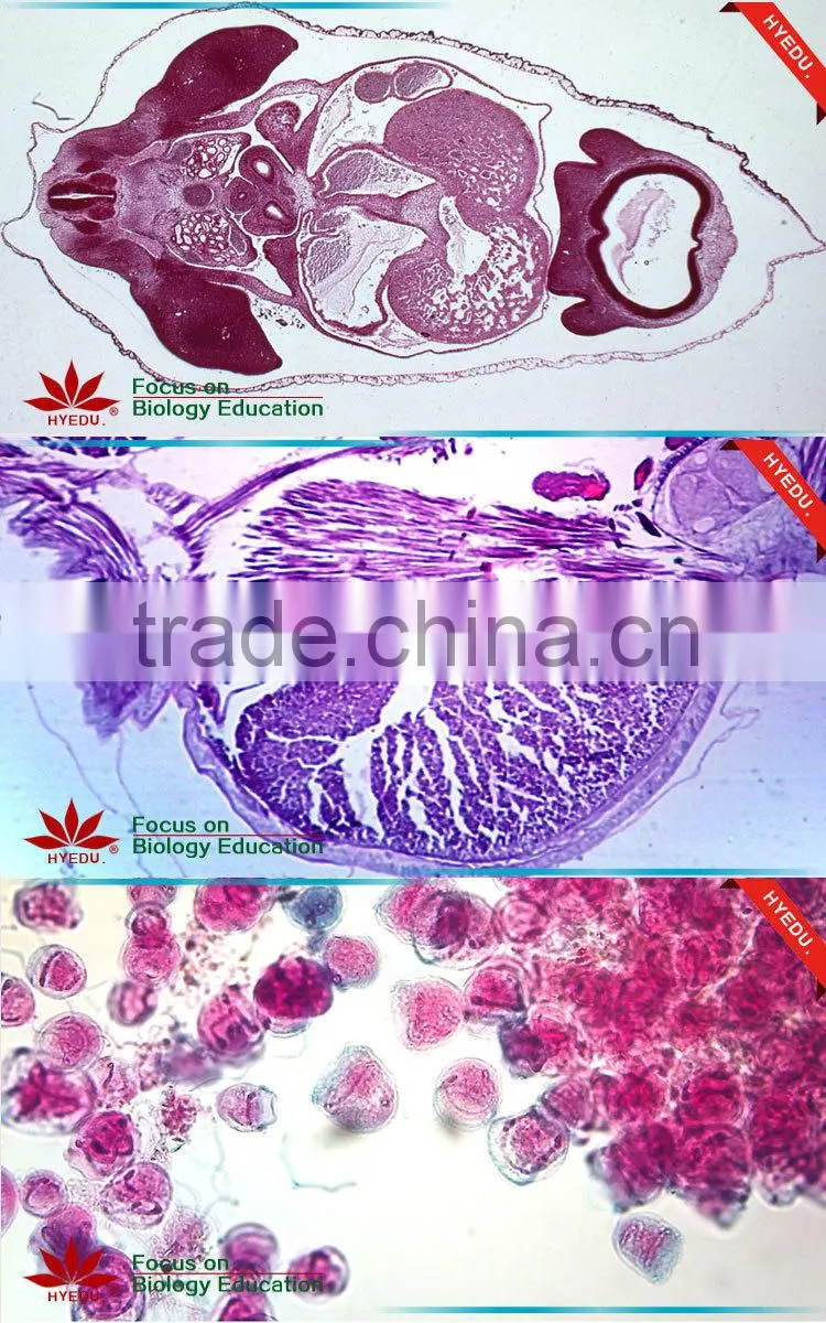 With all the phases 12pcs set Meiosis microscope slides