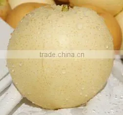 china ya pears