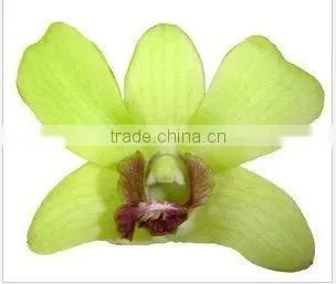 Thailand Top Quality D-001 Dendrobium Sailung Orchid
