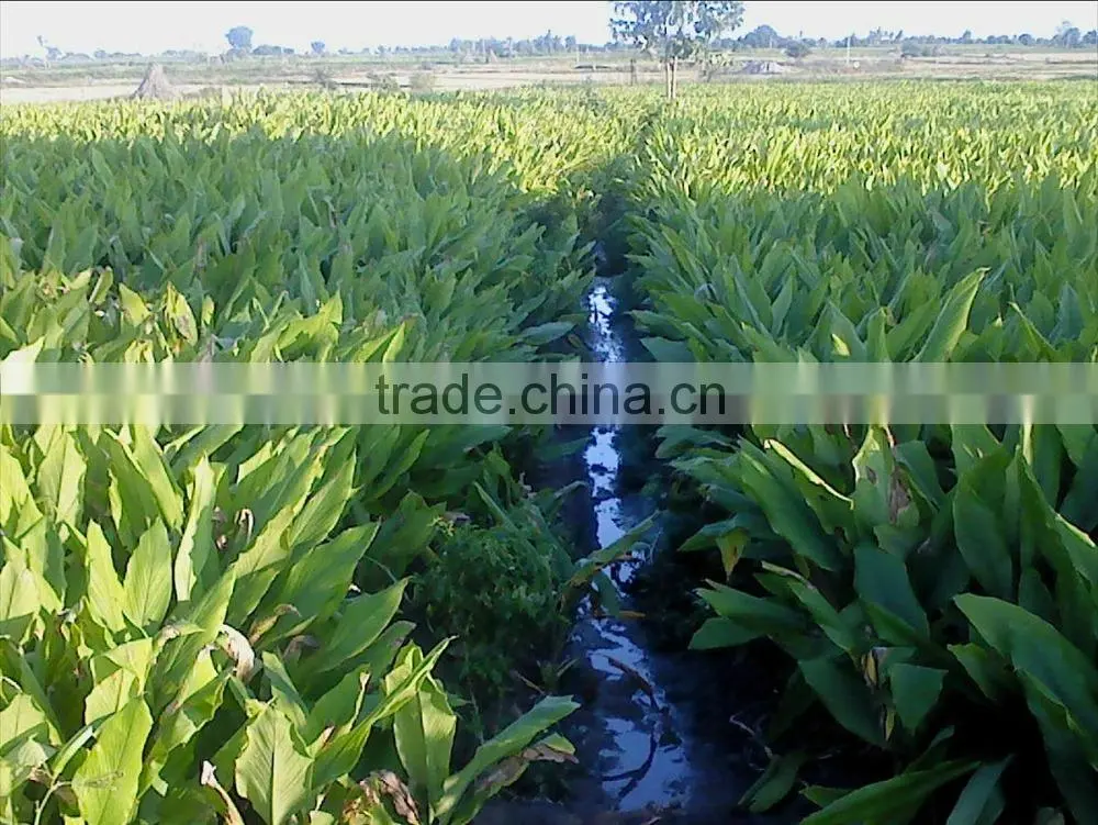 Best price Fresh Turmeric Root from Vietnam