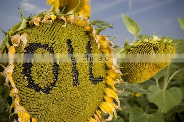 hydraulic oil sunflower oil olive oil pressing machine Cold & Hot Pressing Machine