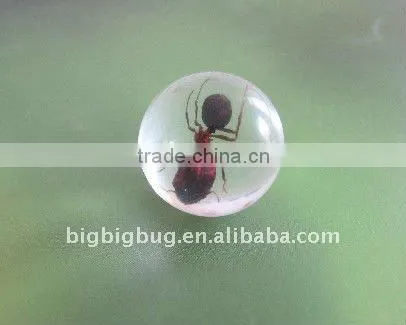 R25S31 Marble With Insect Embedded
