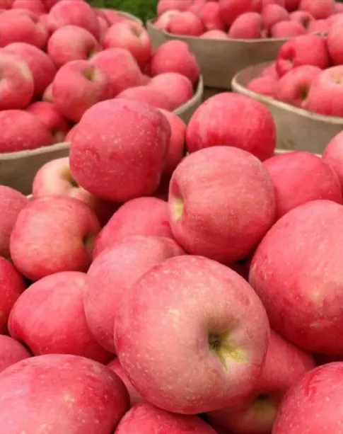 Company News From North America to Southeast Asia: China’s Apple Juice Export Map Restructuring in
