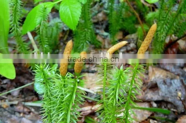 Lycopodium Powder for pyrotechnical, cosmetic, pharmaceutical, homeopathic