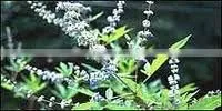 Nirgundi Extract ( Oil Soluble )