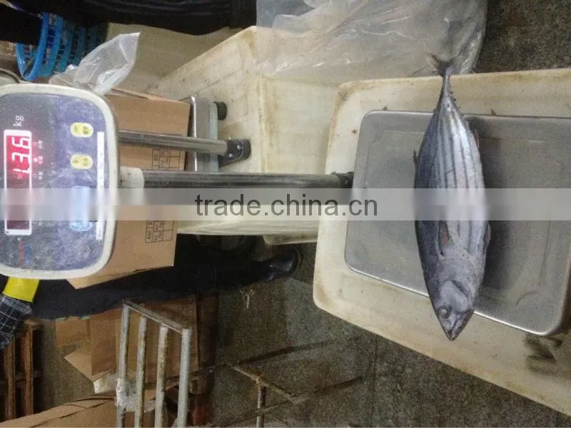 TOP Qualiyt 750g up frozen bonito tuna for market