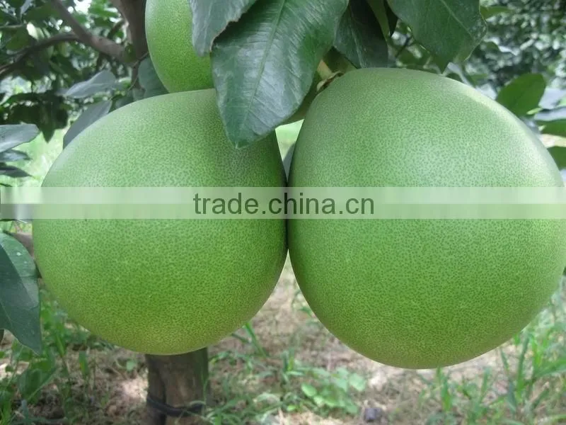 Chinese fresh pomelo