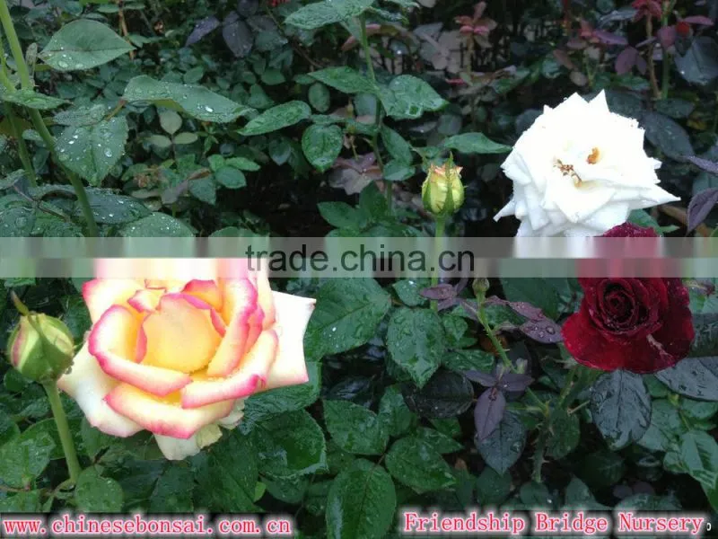 Wholesale Grade A Fresh Roses From India Fresh Rose Petals