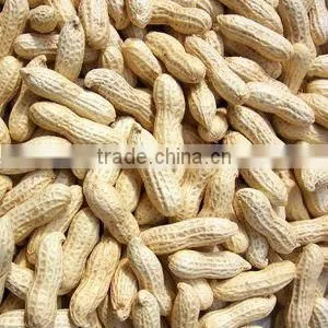 china long type white runner peanut kernel blanched peanut