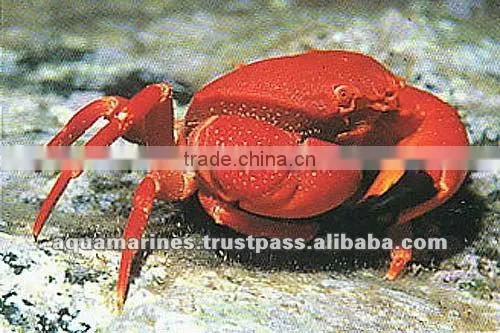 Australian Wholesale Tropical Fish Aquarium Marine Fish