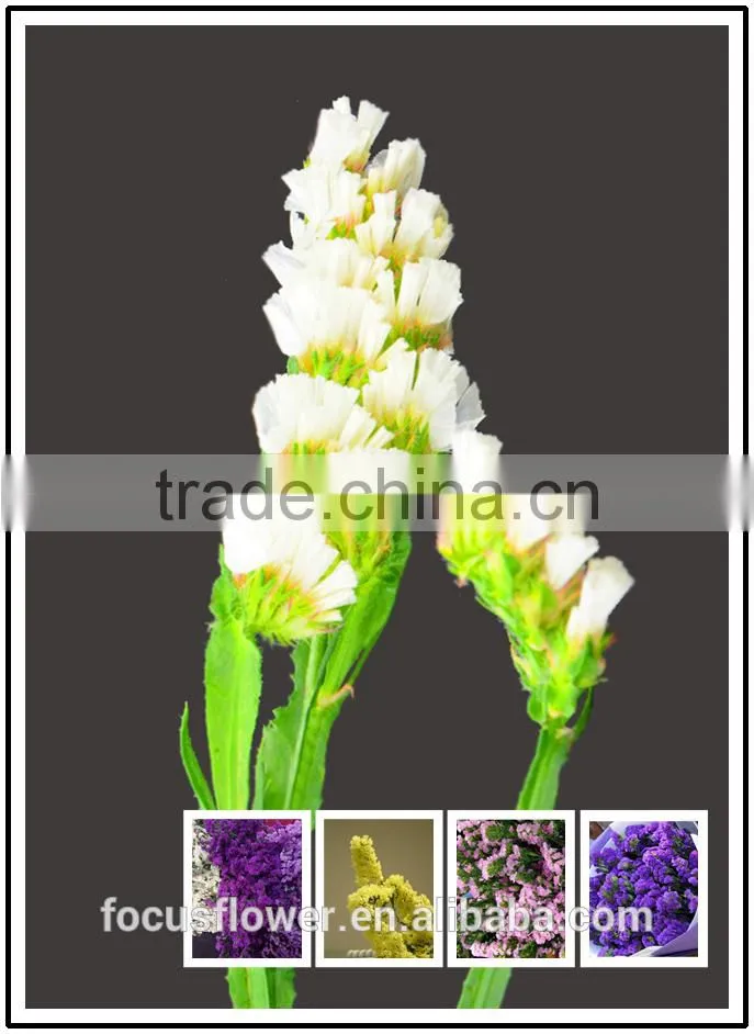 Artificial Plants Statice White Cut Fresh Flowers For Gathering
