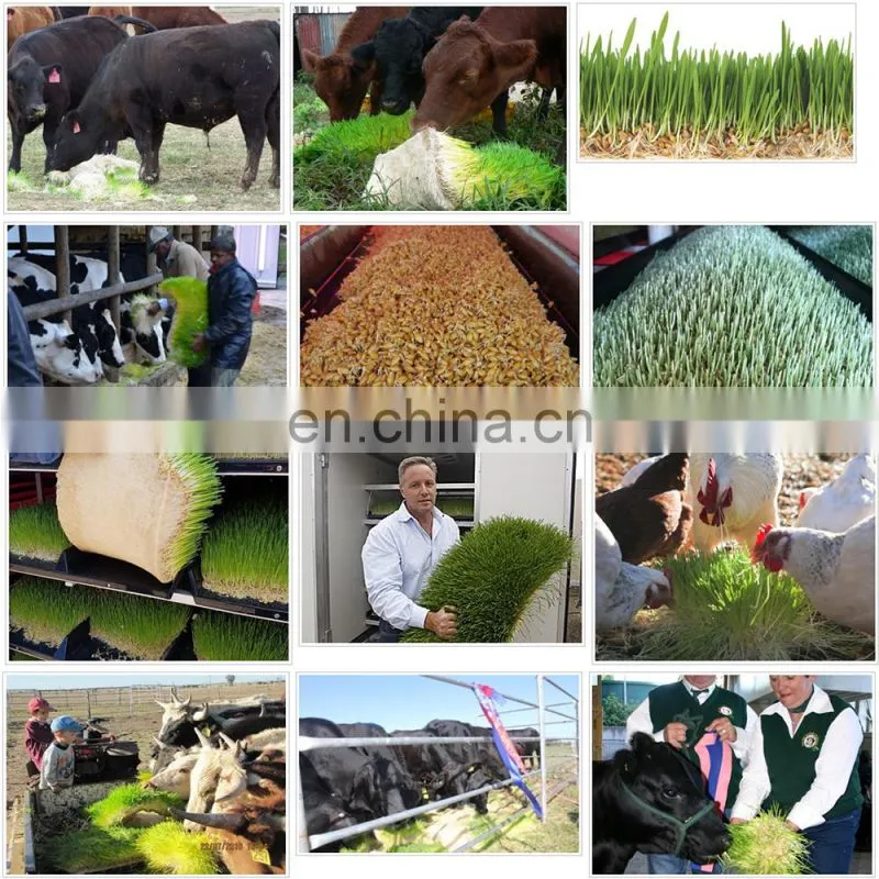 1500kg/day capacity cow/sheep feed wheat/barley hydroponic fodder container/machine