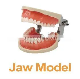 Hot Sell Standard Tooth Jaw Model