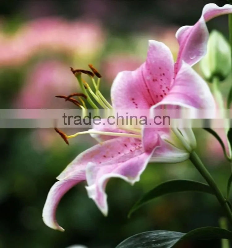 Fashionable Tiber natural pink fresh lily
