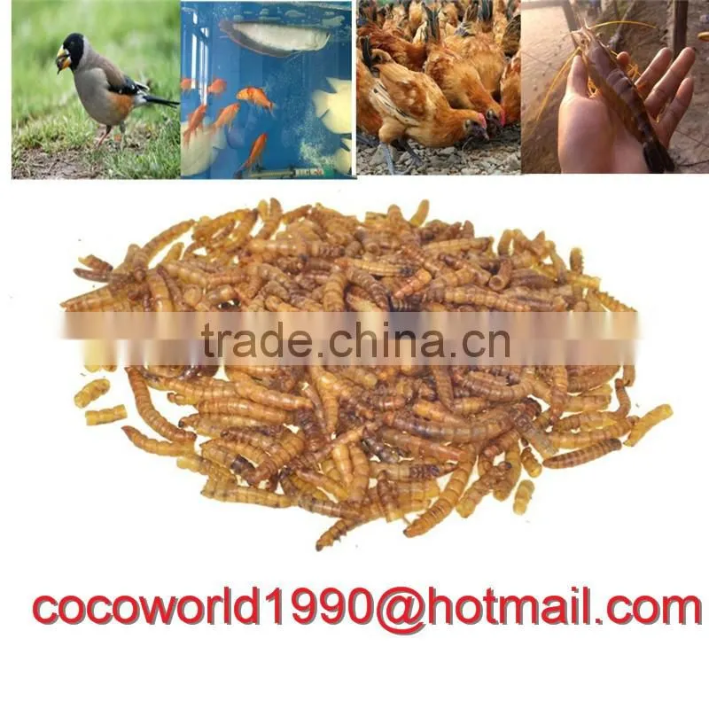 dried mealworms good for birds/dried mealworms good for birds/dried mealworms