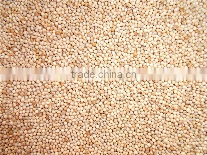 2016 crop glutinous yellow millet sticky millet for rice cake