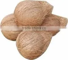 Matured coconuts