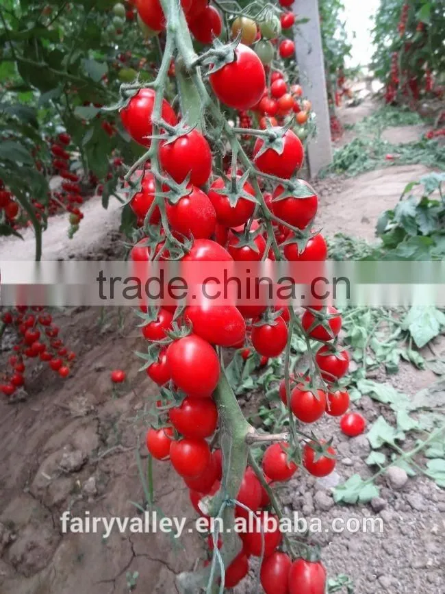 Hybrid F1 Red cherry tomato seeds-Tai Ya NO.6